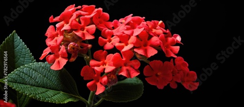 Red lantana bloom surrounde...
