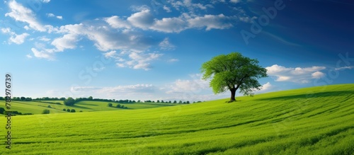 Lone tree in grass field under blue sky photo