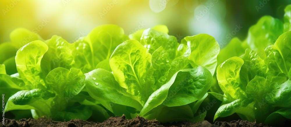 Green lettuce growing in soil under sunlight