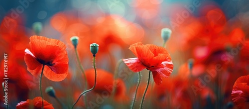 Field of vibrant red blossoms with blurred background