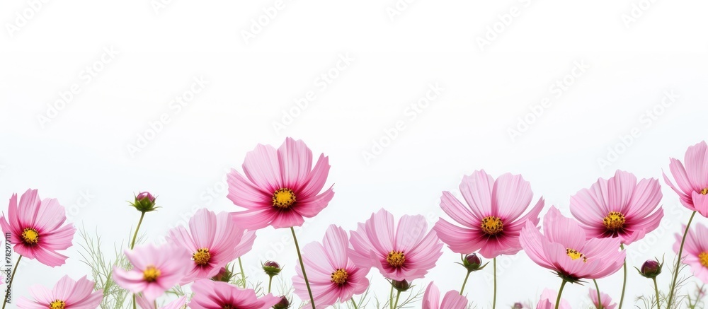 Pretty pink blooms under clear sky Pretty pink blooms under clear sky