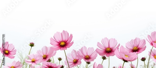 Pretty pink blooms under cl...
