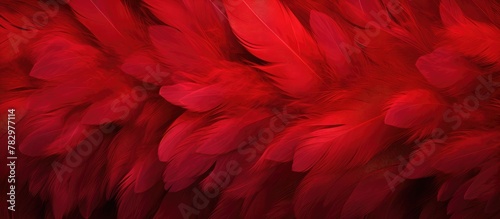 Vivid red feather on dark b...