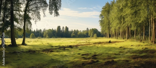 Trees and grass in field at Granchester meadows photo