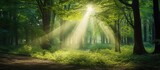 Sunbeams Filter Through Green Forest Canopy