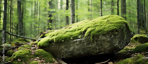 Mossy rock amidst forest backdrop photo