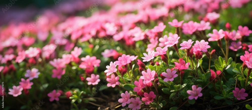 Pink blossoms amidst lush green foliage Pink blossoms amidst lush green foliage