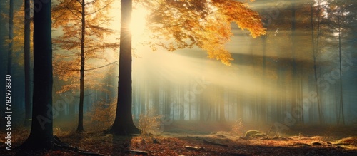 Sunlight filtering through ...