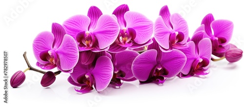 Purple orchids on a white b...