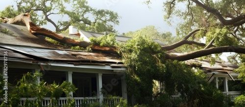 Tree-fallen giraffes on house roof photo