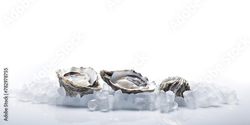 Fresh open oysters on crushed ice with white background. Advertising banner layout for seafood store.