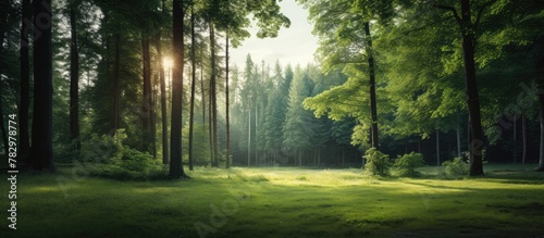 Tall Trees and Grass in Forest