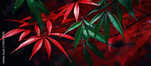 Red maple leaves contrast w...