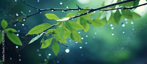 Branch and leaves adorned with water drops photo