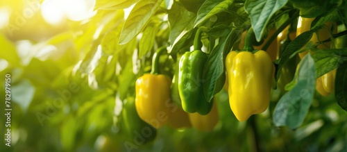 Green bell peppers hanging ...