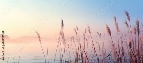 Reeds by misty lake under summer sunrise