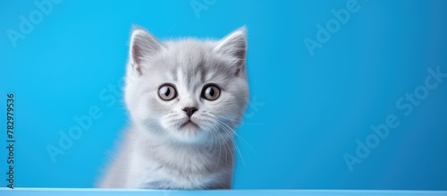 Gray kitten on blue table