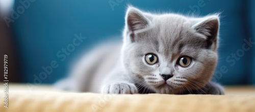 Gray kitten resting on sofa...