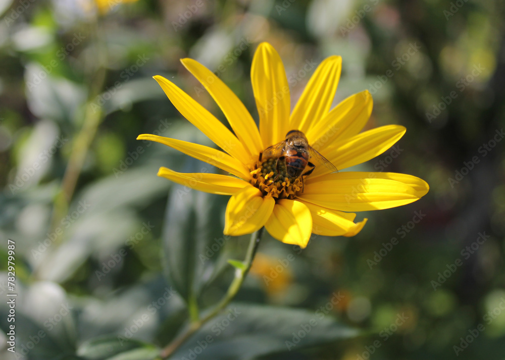 The bright yellow flower of the garden perennial Jerusalem artichoke (Helianthus tuberosus). In the center sits an insect, a bee or a wasp. The bright yellow flower of the garden perennial Jerusalem artichoke (Helianthus tuberosus). In the center sits an insect, a bee or a wasp.