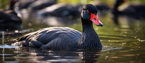Ducks swimming peacefully i...