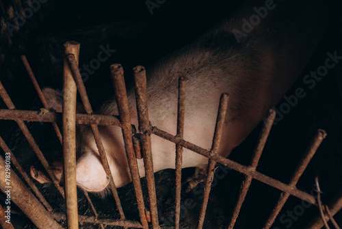 Hungry sows waiting for food in iron cages in pig farm