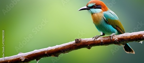 Colorful bird on branch, gr...