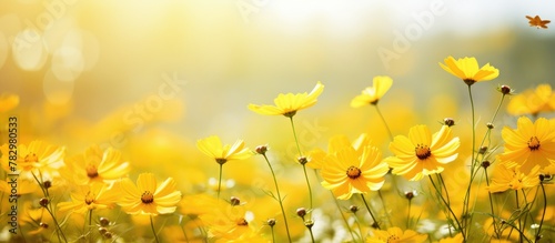 Yellow flowers bloom as a b...