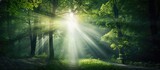 Sunlight filtering through dense forest