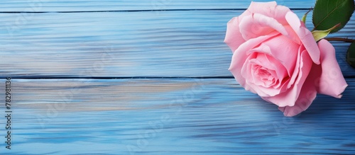 Pink rose on blue wooden ba...