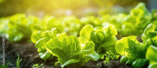 Fresh lettuce basking in ga...