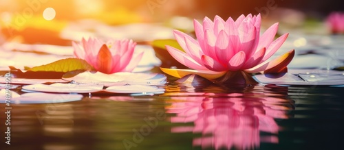 Pink lotus reflects in pond