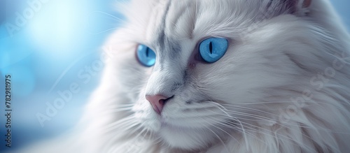 White feline gazing with st...