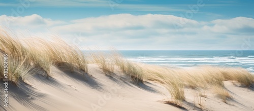 Grassy dunes overlook ocean...