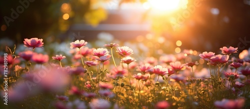Sunlit field blooms close-up