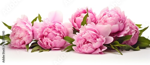 Pink flowers on white surface