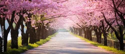 Tree-Lined Route Blooming w...