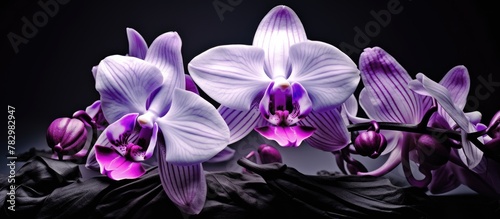 Purple orchids bloom agains...