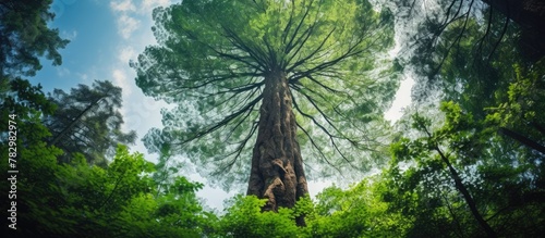 Morning forest canopy with ...