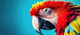 Colorful parrot with vibrant red head and yellow beak