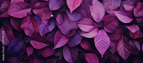 Purple foliage ideal as wallpaper background photo