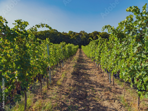 green vineyards in spring time © babaroga