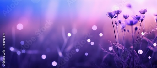 Purple wildflowers in a mea...
