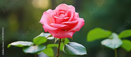 Pink rose blooms in garden