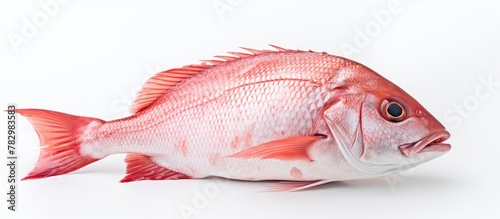 Close-up fish on white back...
