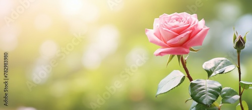 Pink rose blooms in sunlight