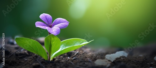 Purple flower in soil with ...