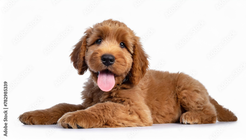 Adorable red abricot Labradoodle dog puppy, laying down side ways, looking towards camera with shiny dark eyes. Isolated on white background. Mouth open showing pink tongue