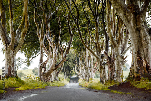 Spectacular Dark Hedges in County Antrim, Northern Ireland on cloudy foggy day. Avenue of beech trees along Bregagh Road between Armoy and Stranocum. Empty road without tourists photo
