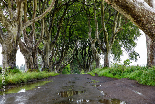 Spectacular Dark Hedges in County Antrim, Northern Ireland on cloudy foggy day. Avenue of beech trees along Bregagh Road between Armoy and Stranocum. Empty road without tourists