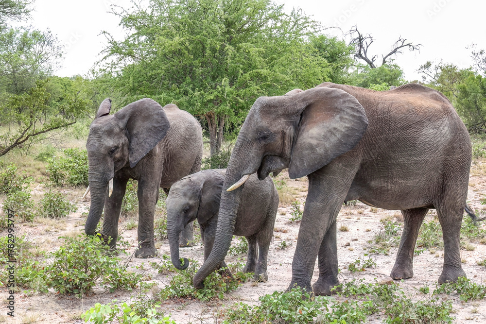 Elephant_Kruger National Park Safari in South Africa Elephant_Kruger National Park Safari in South Africa